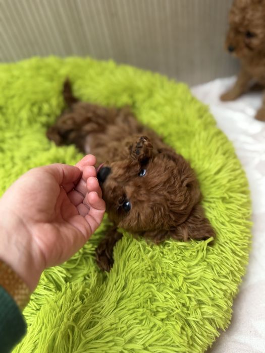 Pudel toy śliczny piesek