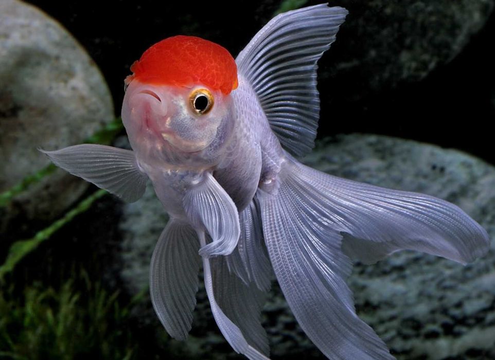 Welonka odmiana CZERWONY KAPTUREK - Carassius - dowóz, wysyłka