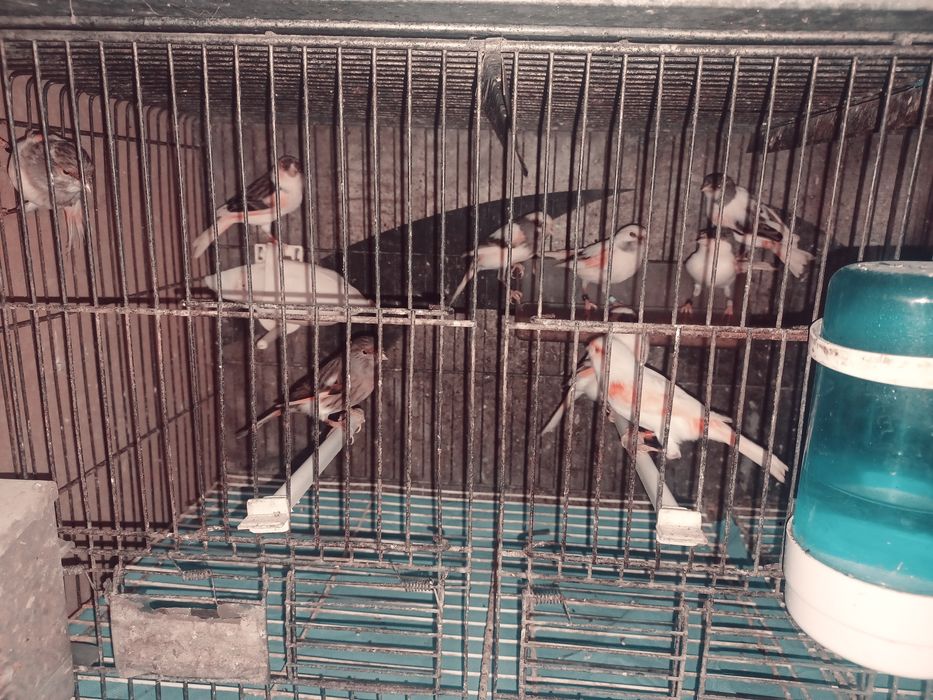 Vendo casais canarios