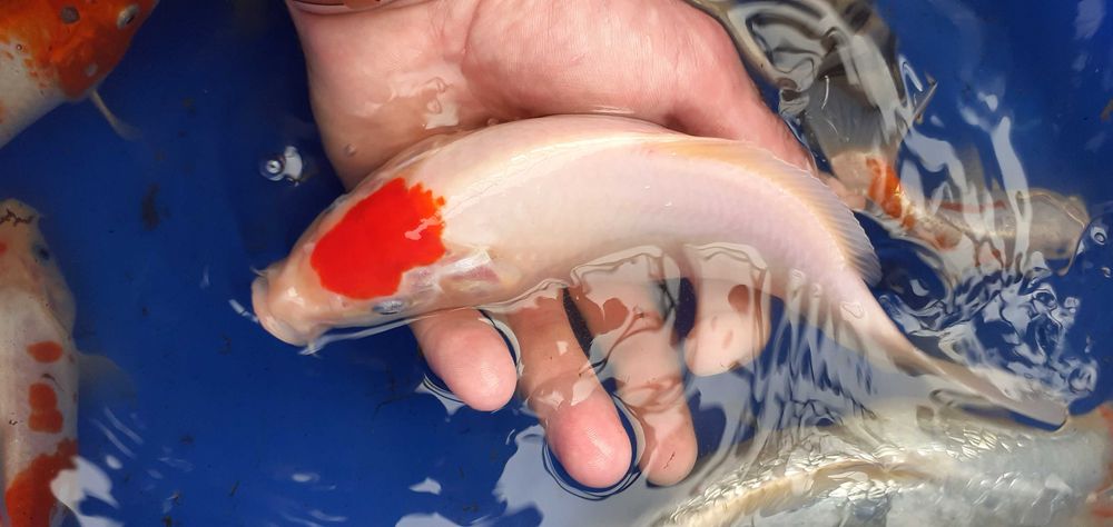 Karp Koi Kohaku Showa Yamatonishiki #GRLKOI