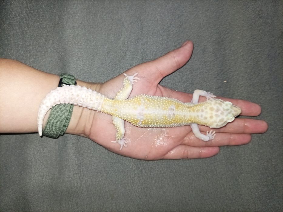 Gekon lamparci samica W&Y TA