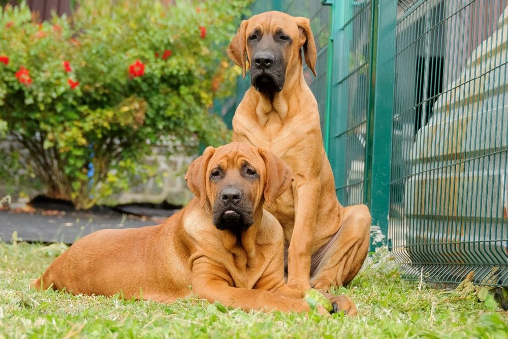 Підрощені Тоса Іну - японський мастиф