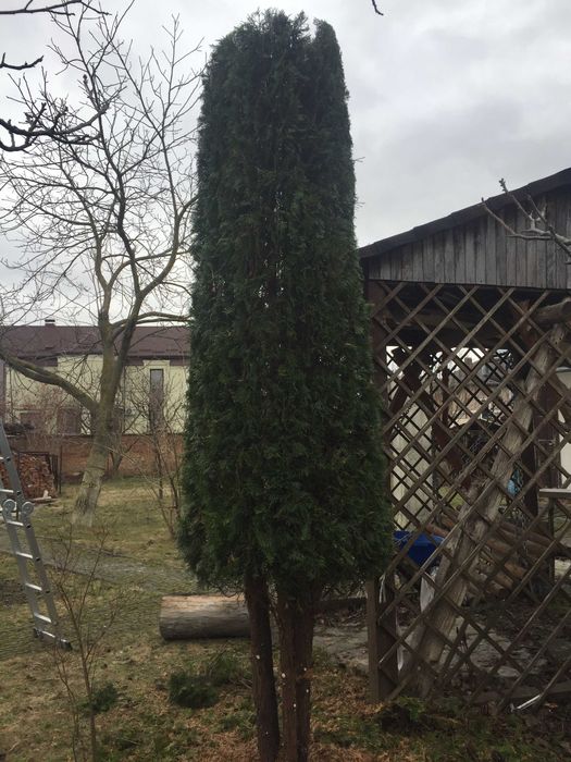 Формування рослин ландшафт, газони