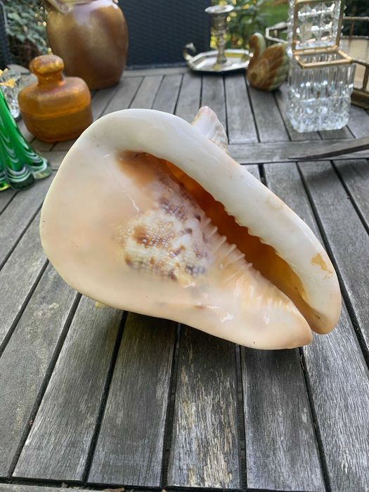 duża muszla kraba morska