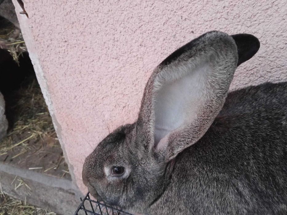 Sprzedam olbrzymy belgijskie