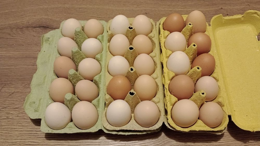 Jajka wiejskie – świeże, od kur z wolnego wybiegu