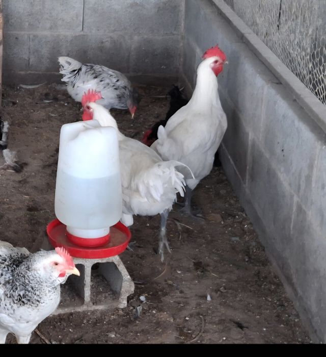 Vendo casais de La Bresse Gauloise