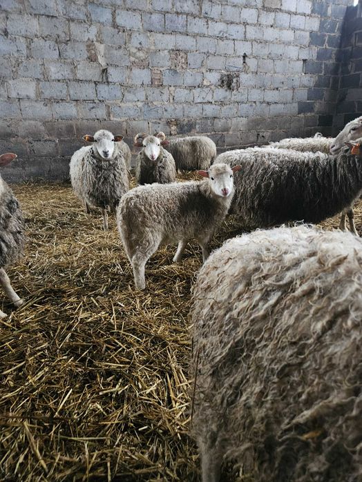 Owca wrzosowka dorosle i mlode