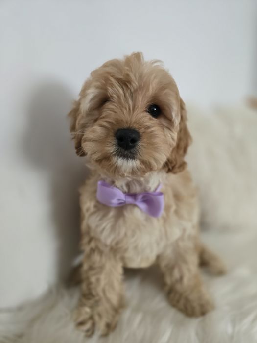 Cavapoo f1b sunia