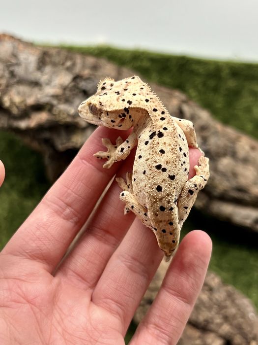 Gekon orzęsiony dalmatian samica
