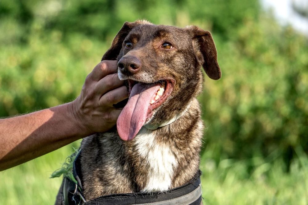 Rysiek,  psiak idealny szuka domu