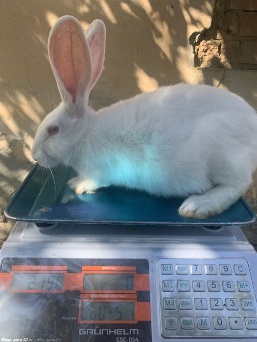 Термонці, кролики 2 місяці