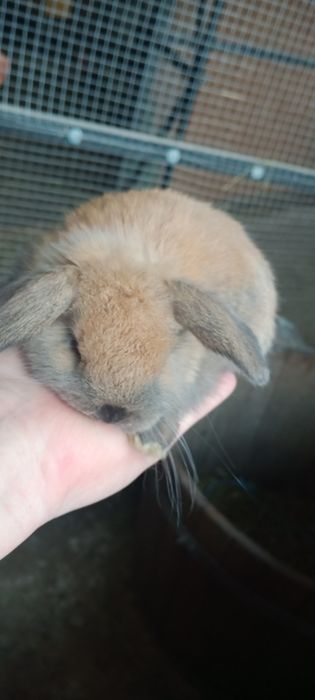 Карликовый вислоухий кролик