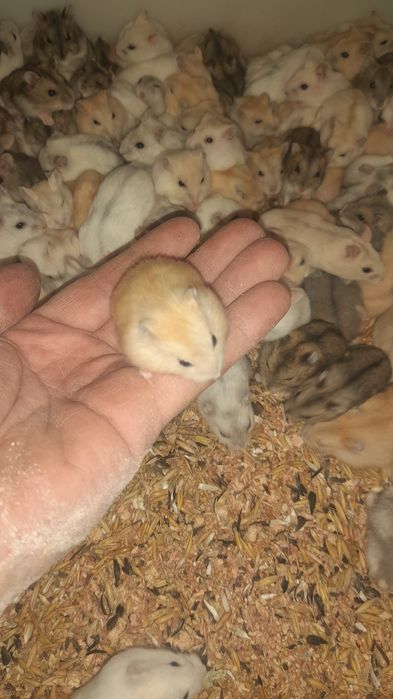 Хомяки Джунгарські ( Джунгарики)Гурт/Опт