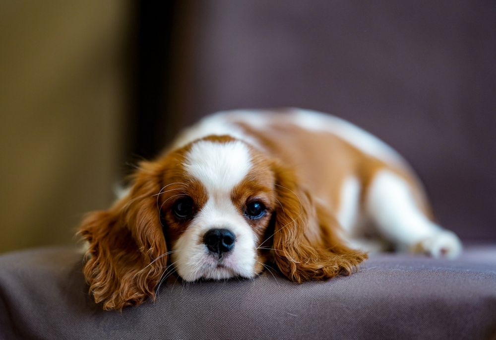 Cavalier King Charles Spaniel