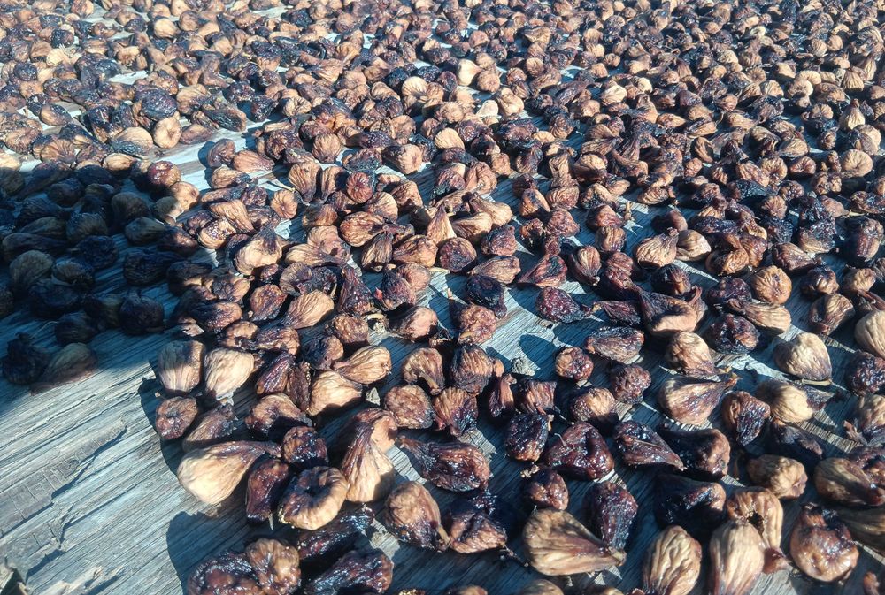 Figo seco para isco e para fermentação e produção de aguardente