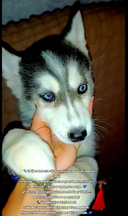 Сибірські хаски,очі блакитні, двічі вакциновані