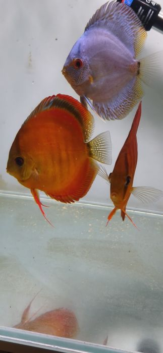 Discus piwowarski