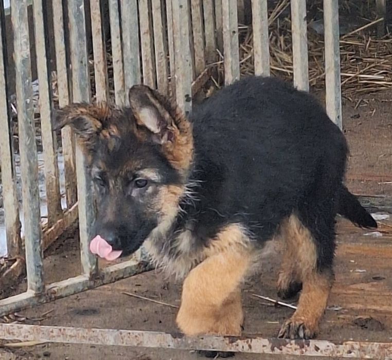 Sprzedam owczarka niemieckiego krótkowłosego