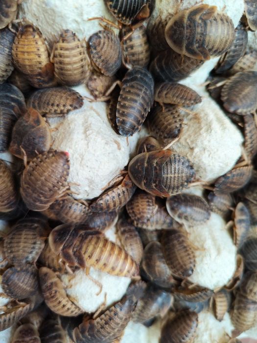 Wylęg dubi 100 sztuk