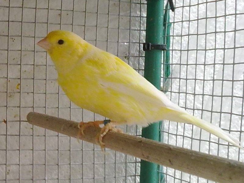 Canárias de Canto Malinois