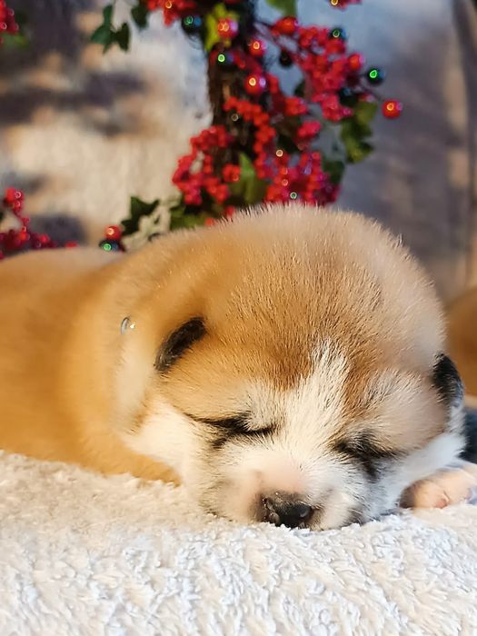 Szczenię Akita Inu FCI