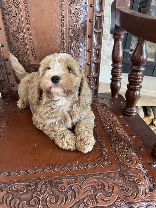 Cavapoo piesek juz do odbioru