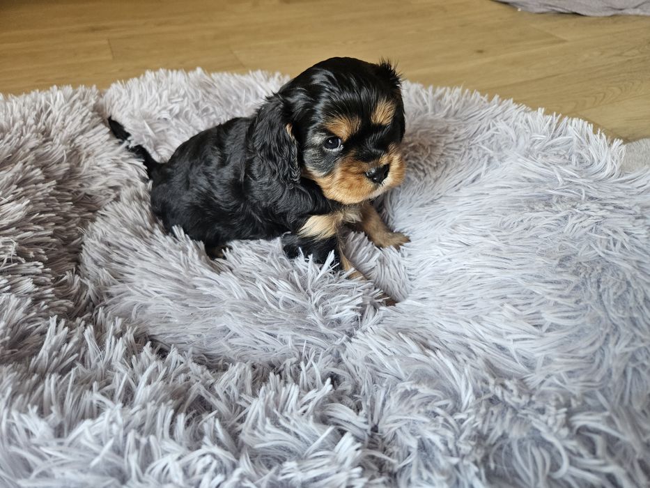 Cavalier king Charles spaniel piesek nr.1 badania