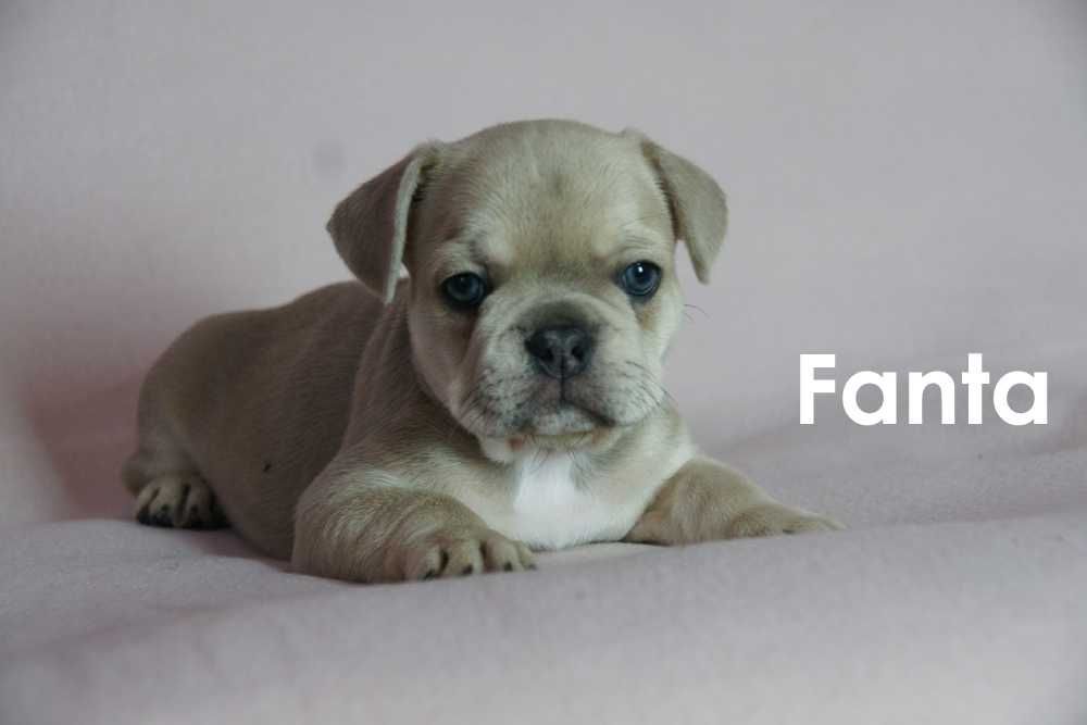 Do sprzedania buldog francuski Suczka