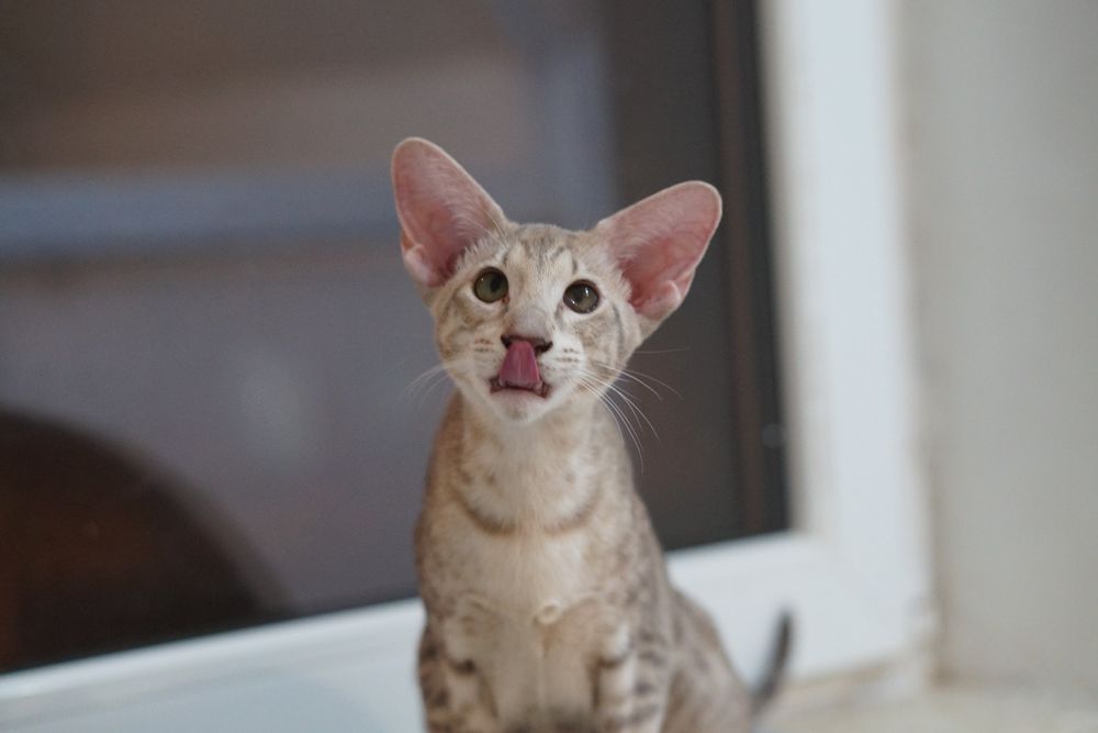 Kotka orientalna do rezerwacji prawdziwy rodowód WCF