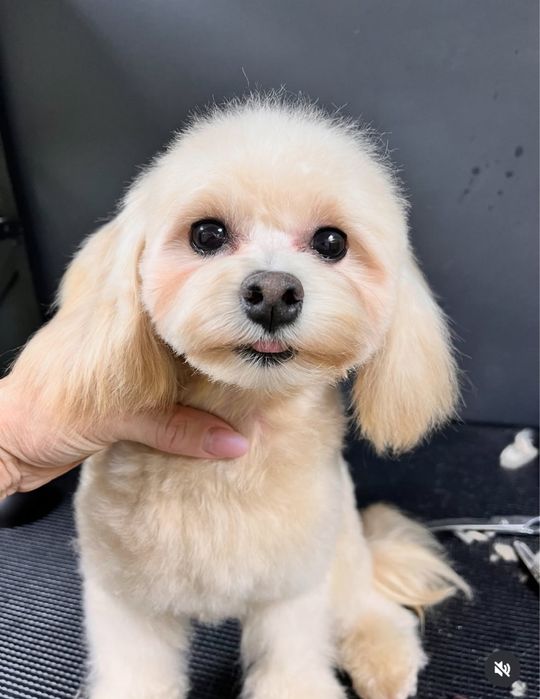 Послуги грумера.