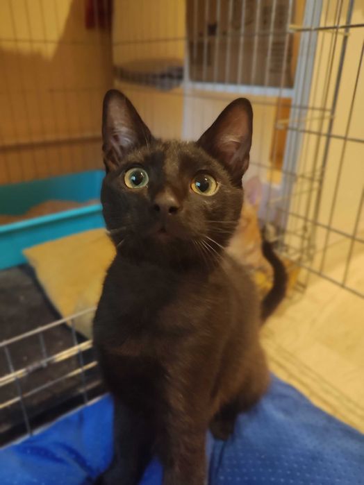 Harry i Ron szukają wspólnie domu