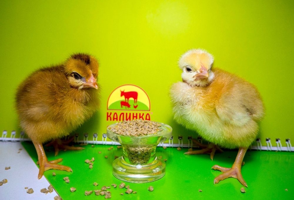 Качественные бройлеры