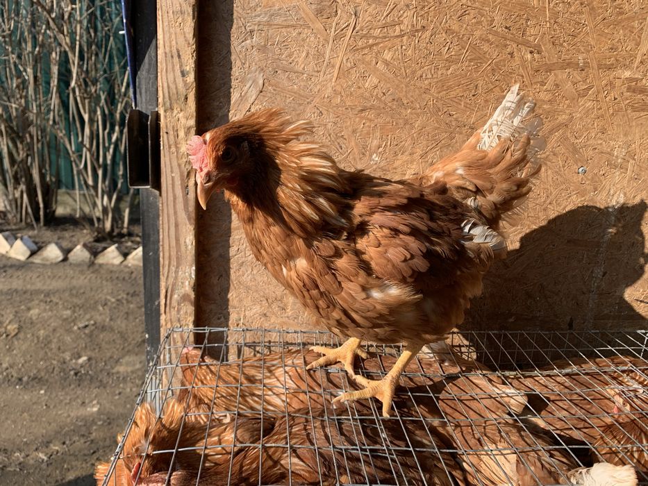 Ломан браун несушка 3.5 мес