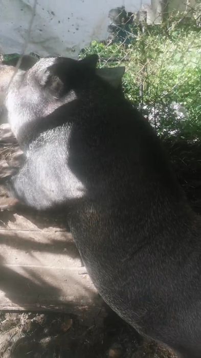 Продаєм Свиню Кабан