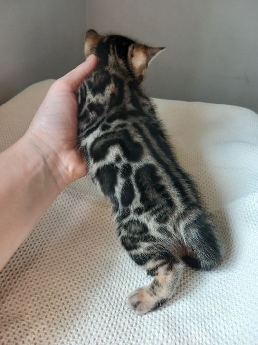 Бенгальські кошенята