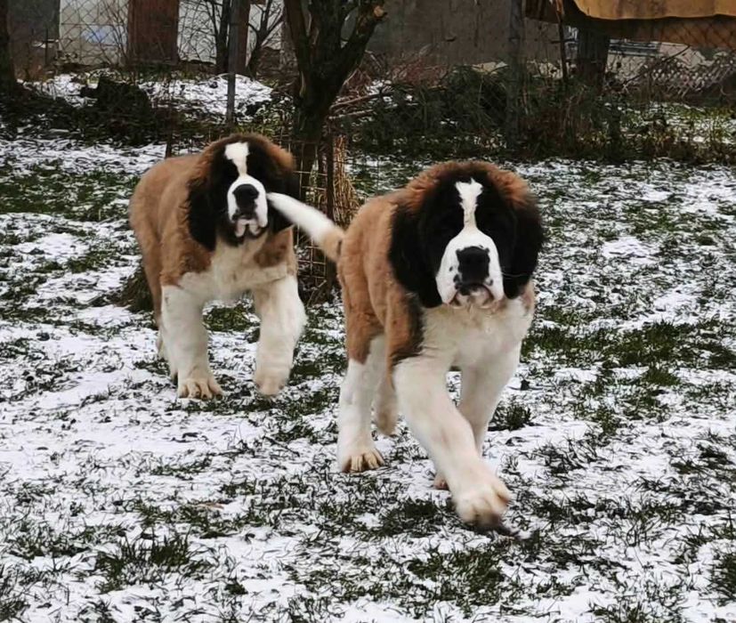 Długowłosa piękna dziewczynka Bernardyn . Rodowod FCI