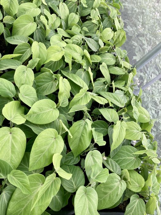 Granadilha (Passiflora Ligularis)