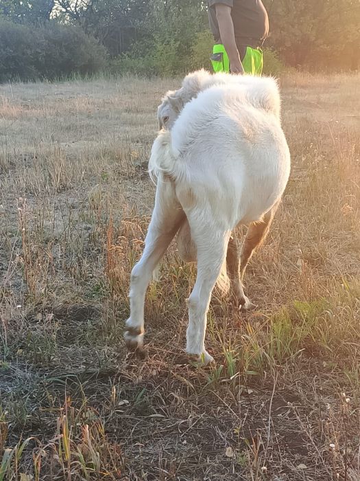 Козел на в'язку. Рогань