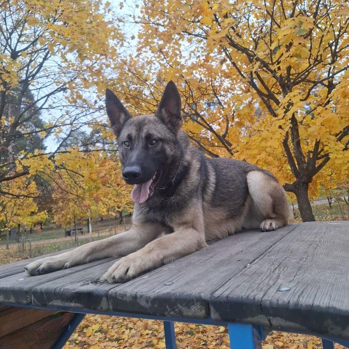 Продаються молоді  німецькі вівчарки