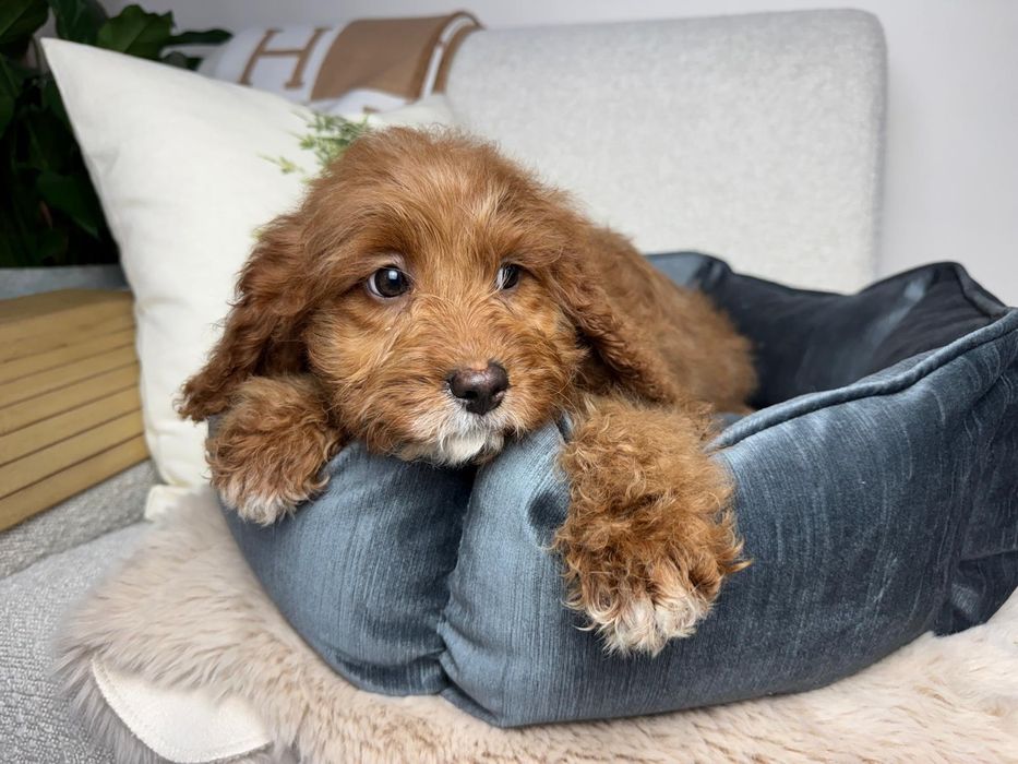cavapoo szczeniak