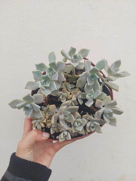 Suculenta Graptopetalum Paraguayense