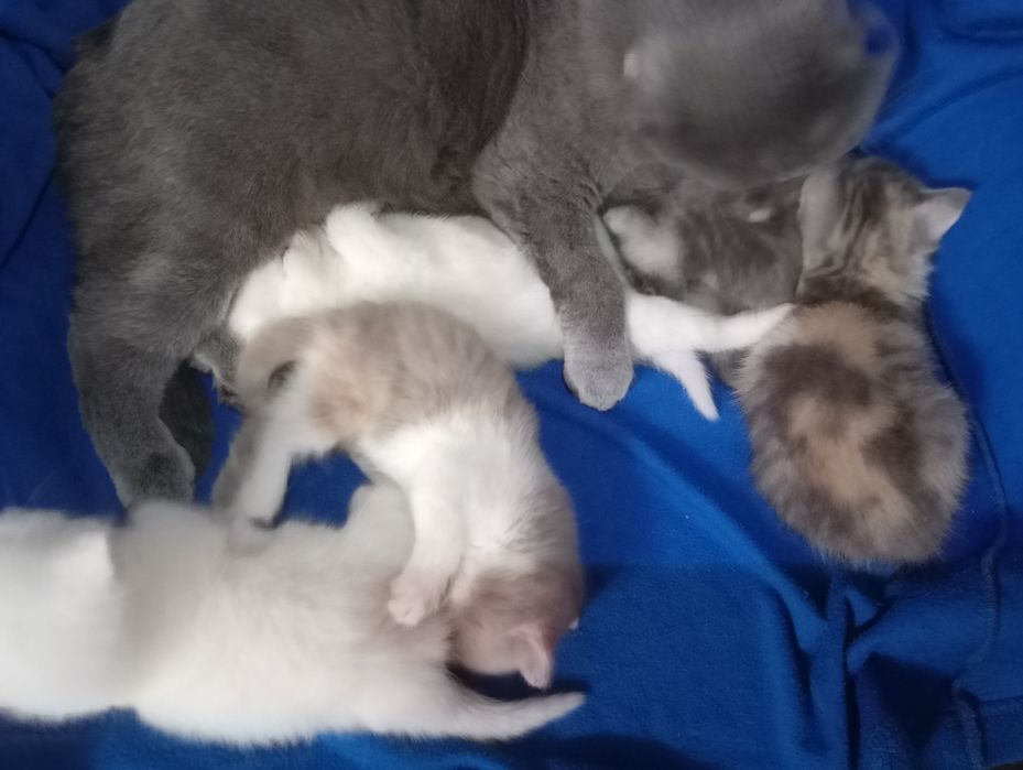 Разноцветные британские котята