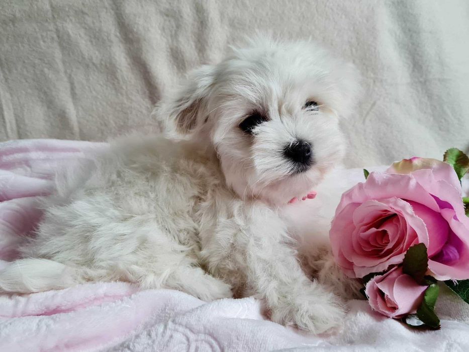 Suczka maltańczyk 10 tygodni. Piękna-czysto-biała.