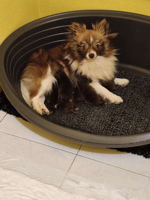 Lulu da Pomerânia linhagem Russa