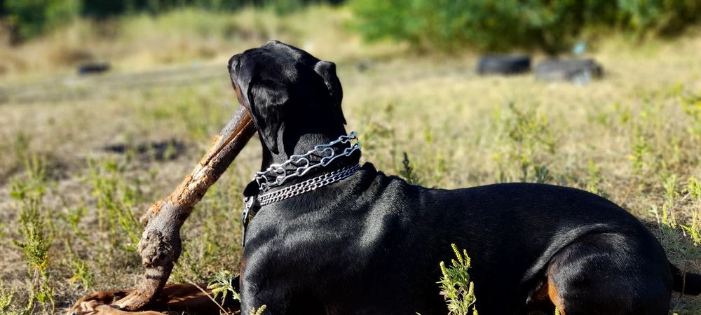 Вязка добермана .