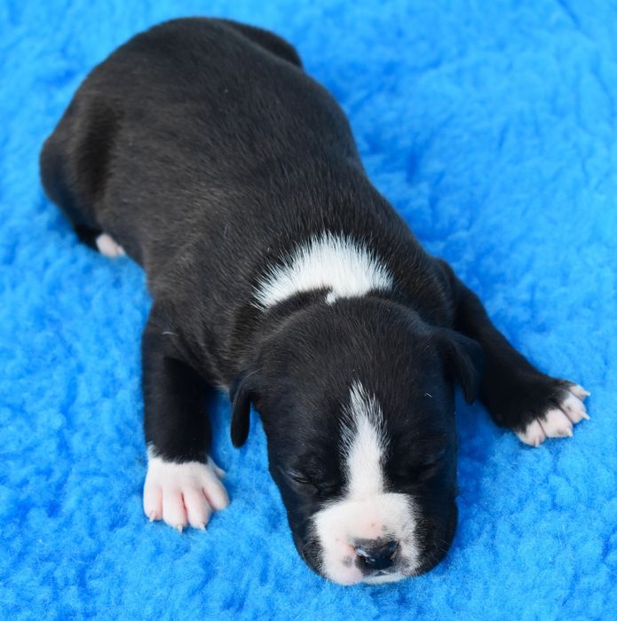 Amstaffy FCI Zkwp American Staffordshire Terrier Night Warrior