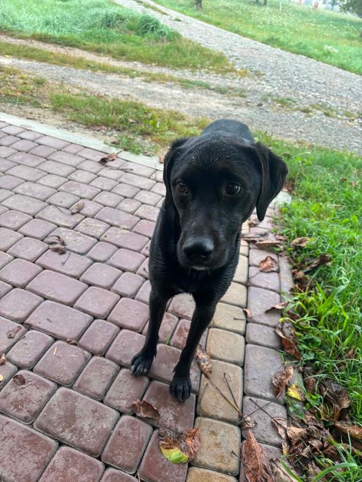 Znaleziono pieska labradora