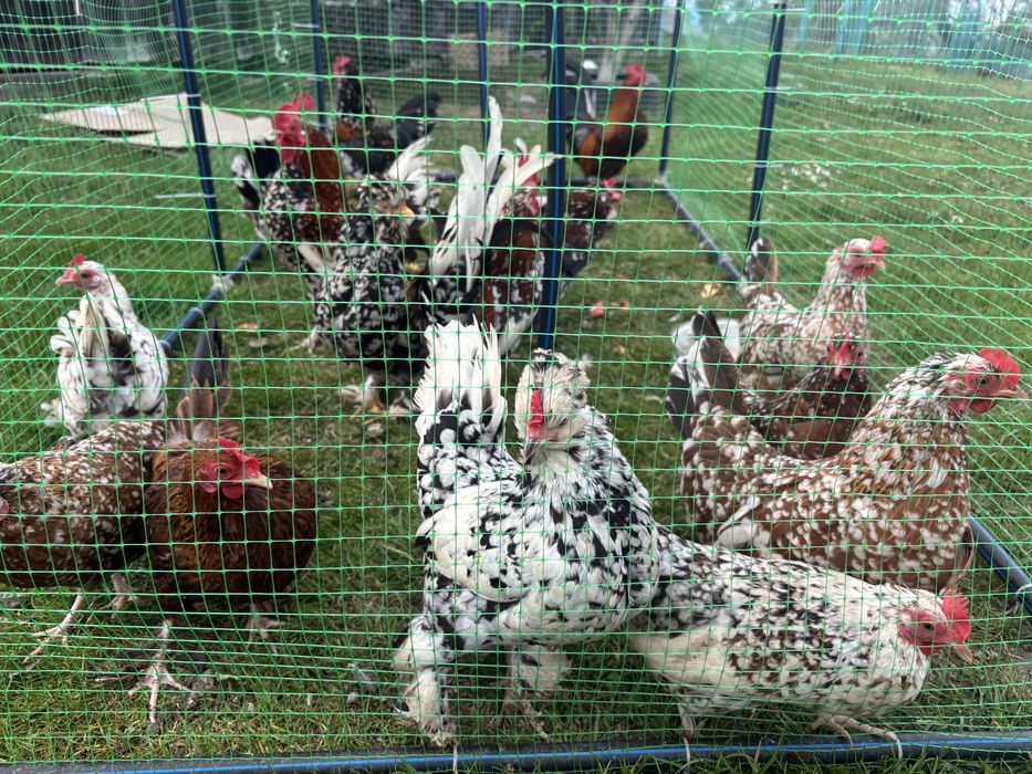 Продам ціплят.