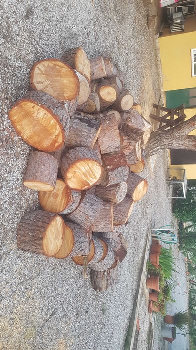 Troncos e ramos de pinheiro cortados para recolha pelo comprador